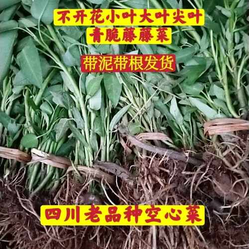 四川水藤藤菜爬藤牵藤大叶小叶尖叶柳叶新鲜空心菜老杆老品种老式 - 图3
