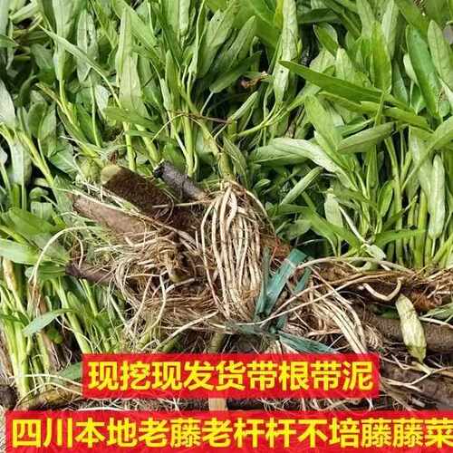 四川水藤藤菜爬藤牵藤大叶小叶尖叶柳叶新鲜空心菜老杆老品种老式 - 图1