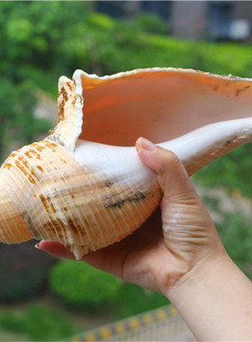 包邮超大海螺贝壳长香