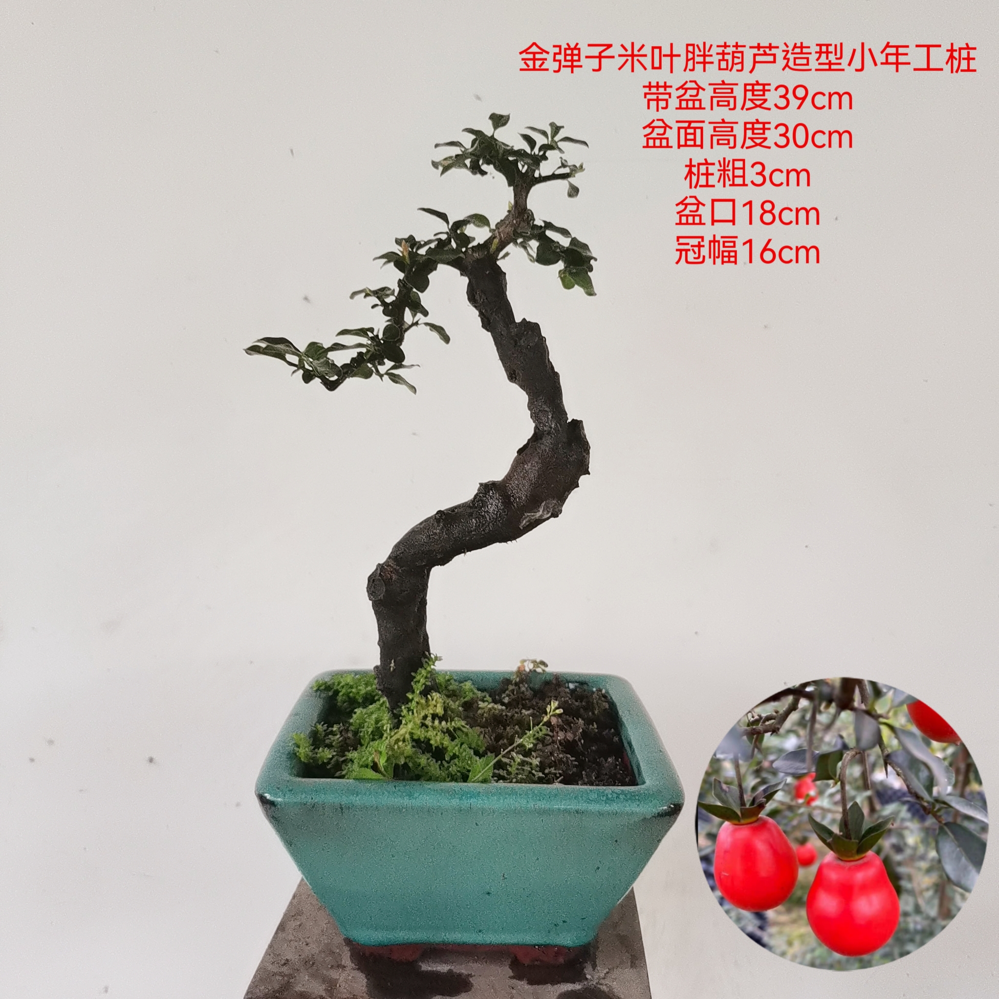 金弹子一物一拍原图发货造型嫁接带果品种年功老桩阳台熟桩盆景 - 图1