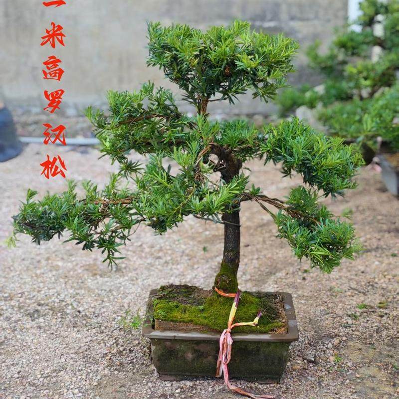 高端造型罗汉松盆景庭院大树老桩金钻雀舌罗汉松真树四季常青耐寒,淘宝优惠券,粉丝福利购,淘宝优惠卷