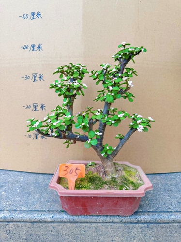老桩金枝玉叶盆栽 绿植花卉多肉盆景马齿苋树客厅阳台观叶四季青 - 图0