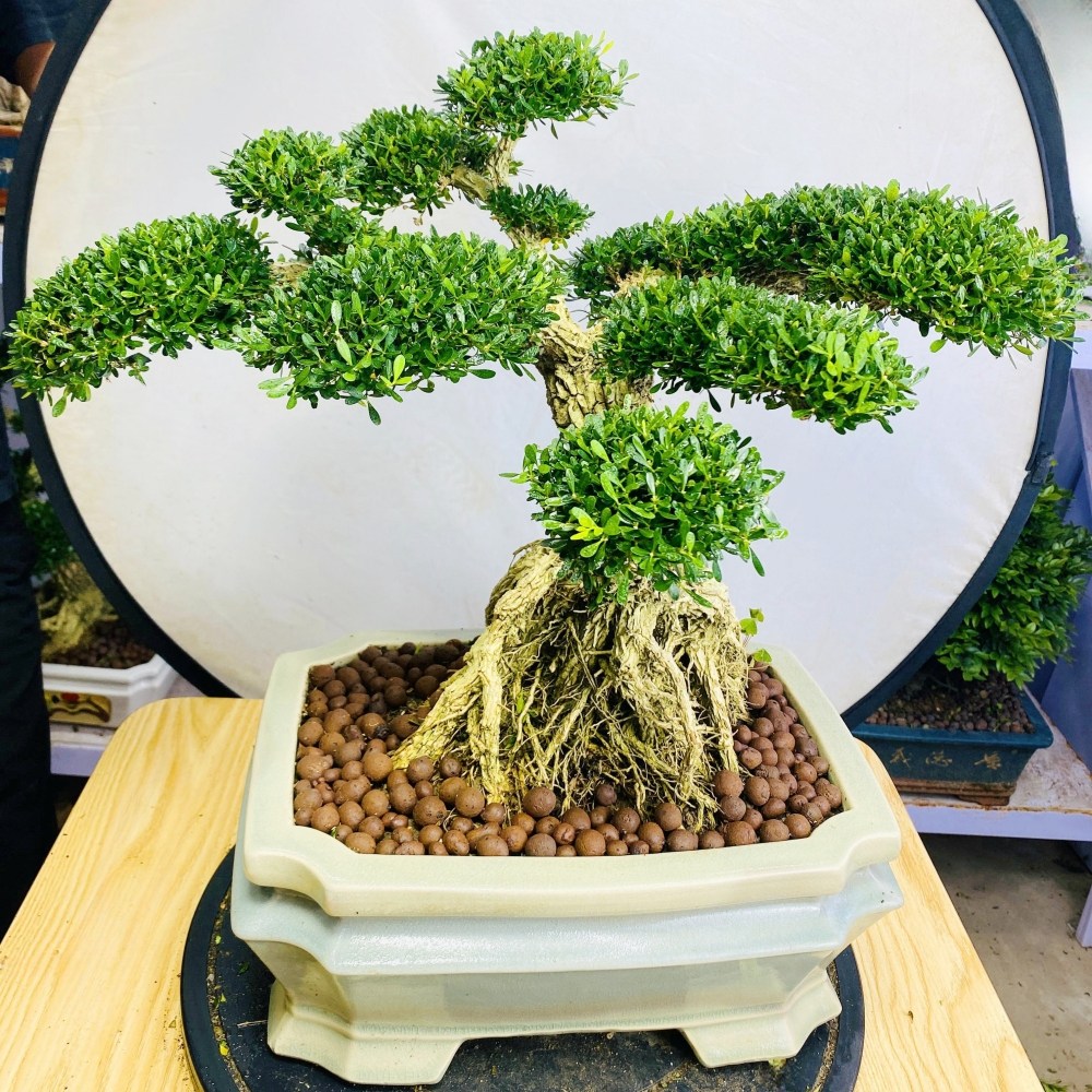 名贵黄杨造型盆景提根，悬崖款小叶雀舌黄杨绿植四季常青客厅庭院,淘宝优惠券,粉丝福利购,淘宝优惠卷