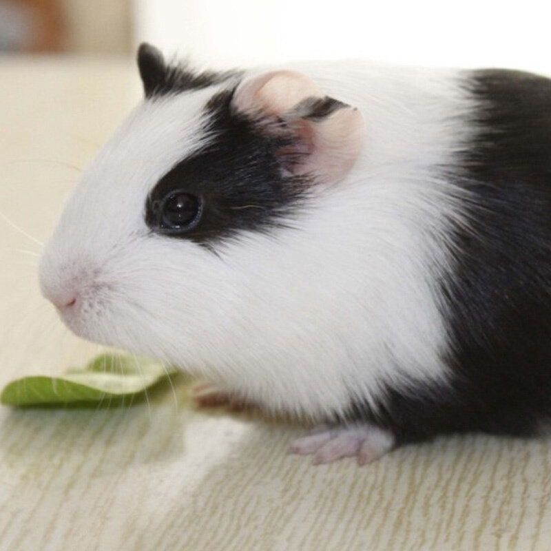荷兰猪公仔活体已打疫苗温顺宠物豚鼠天竺鼠活物小宠物兔子活体,淘宝优惠券,粉丝福利购,淘宝优惠卷