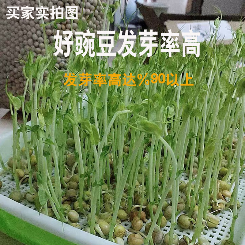 云南特产干豌豆5斤农家自种生豌豆可发芽四季种豌豆种子包邮批 发