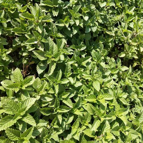 广东传统自制甜品小吃新鲜绿凉粉草 神仙人草 烧仙草原料现摘发货 - 图2