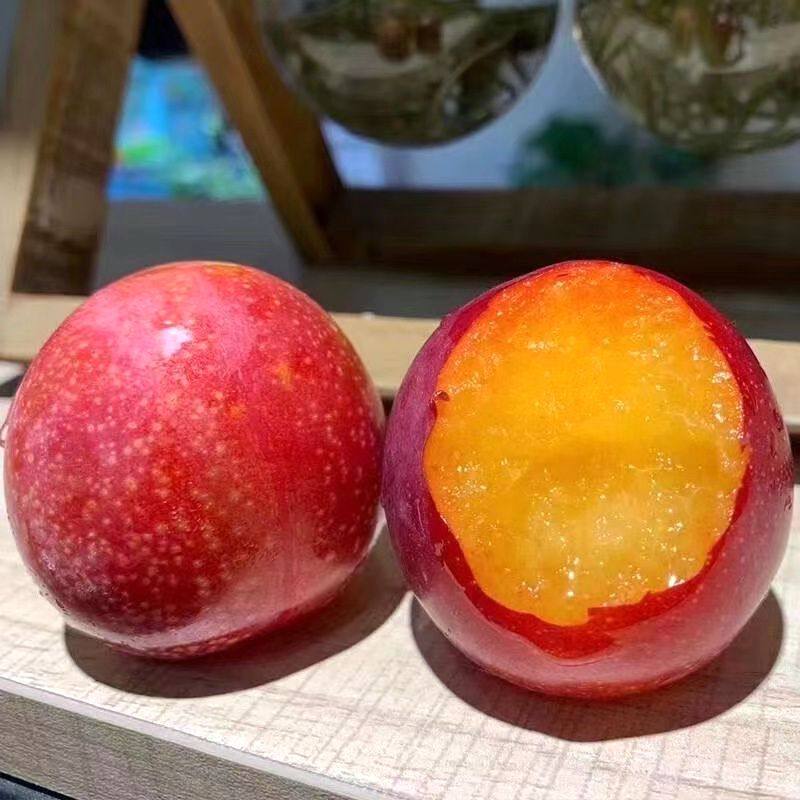 智利进口樱桃李新鲜当季水果5斤礼盒脆甜李子顺丰北京发,淘宝优惠券,粉丝福利购,淘宝优惠卷