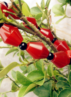 红玛瑙单圈手链玉髓本命年佛珠链