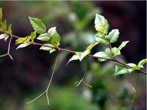 土茶苗 盆栽植物 藤茶苗 莓茶 龙须茶 显齿蛇葡萄 福建客家三明 - 图0