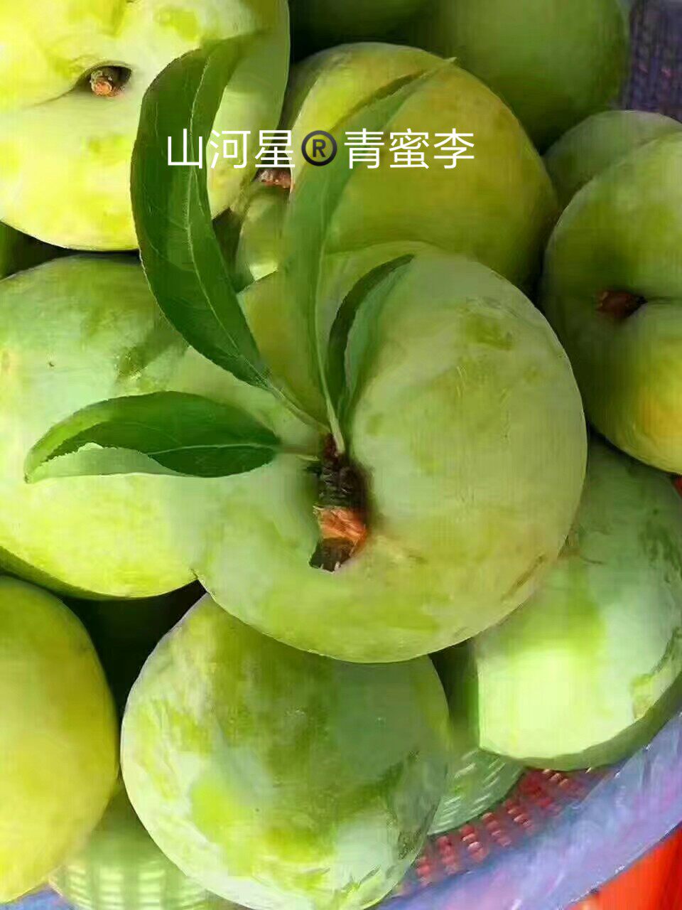 山河星生态美李农家现摘新鲜奈李青李酸甜脆三华李空心李孕妇水果_虎窝淘
