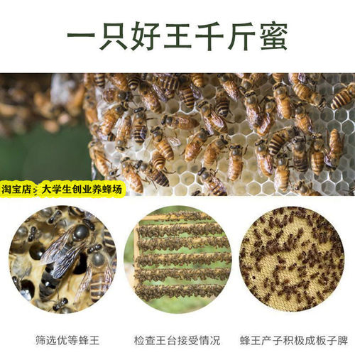 中蜂笼蜂中蜂蜂群带王优质蜜蜂活体蜜蜂蜂群工蜂群带子脾顺丰包邮 - 图2