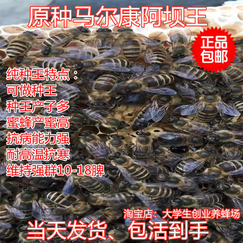 中蜂蜂群活体带王笼蜂阿坝蜜蜂群高产蜜王种王双色红背伏牛王蜂群 - 图2