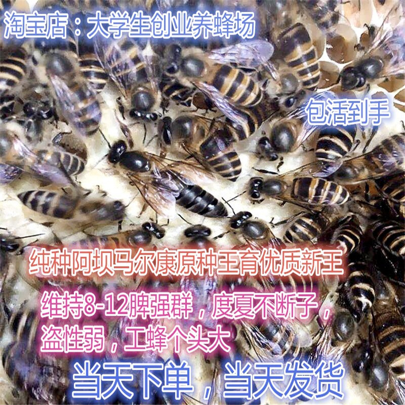 广西中蜂王纯种红背开产阿坝双色仓王黑色土蜂产卵蜜蜂活体伏牛王-图0