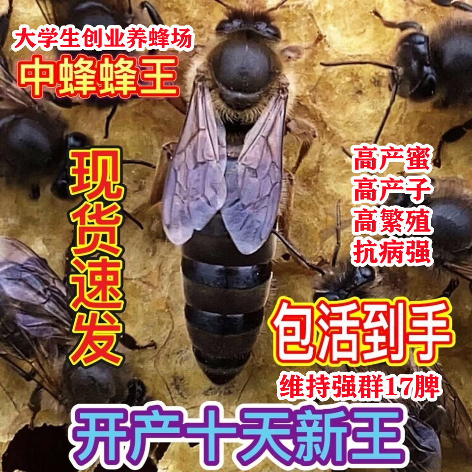 广西中蜂王纯种红背开产阿坝双色仓王黑色土蜂产卵蜜蜂活体伏牛王-图3