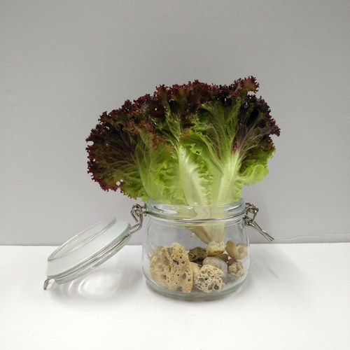 西餐厅配送沙拉凉拌新鲜蔬菜 红叶生菜 罗莎红珊瑚 紫叶生菜 250g - 图0