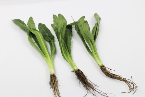 新鲜芫茜刺芹250g 食用泰国香菜 元西 假芫荽 鹅蒂鹅帝 刺欧芹 - 图0