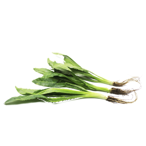 新鲜芫茜刺芹250g 食用泰国香菜 元西 假芫荽 鹅蒂鹅帝 刺欧芹 - 图3