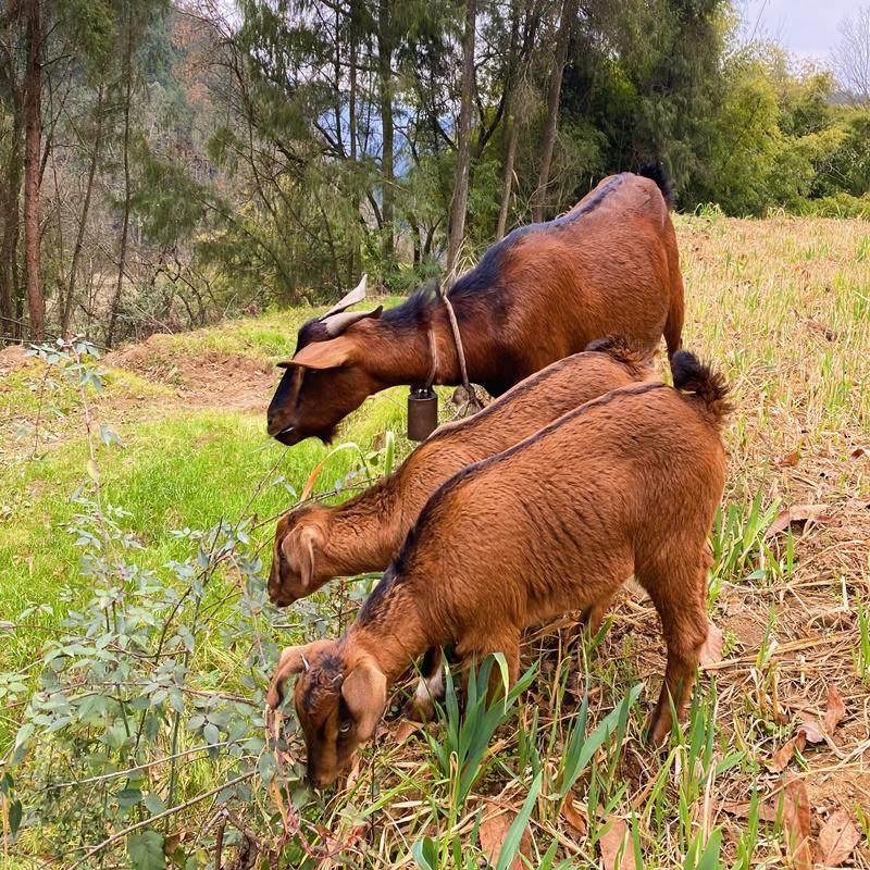 新鲜现杀散养南江黄羊肉带皮羊腿羊排羊腩羊蝎羊杂山羊肉5斤特产,淘宝优惠券,粉丝福利购,淘宝优惠卷