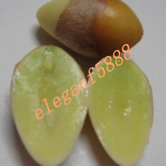 25年新鲜大白果泰兴大佛指白果银杏果（保质量●送食谱 ）5斤包邮