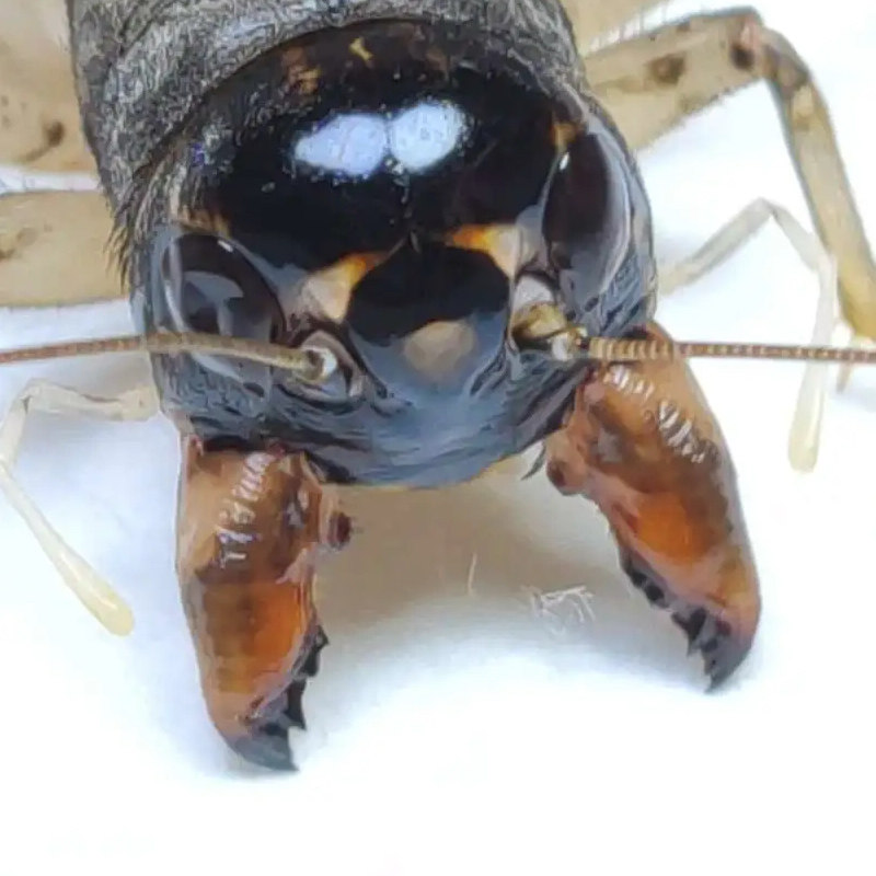 山东蟋蟀斗蛐蛐冬版白虫公虫活体鸣虫仿秋长衣翅子,淘宝优惠券,粉丝福利购,淘宝优惠卷