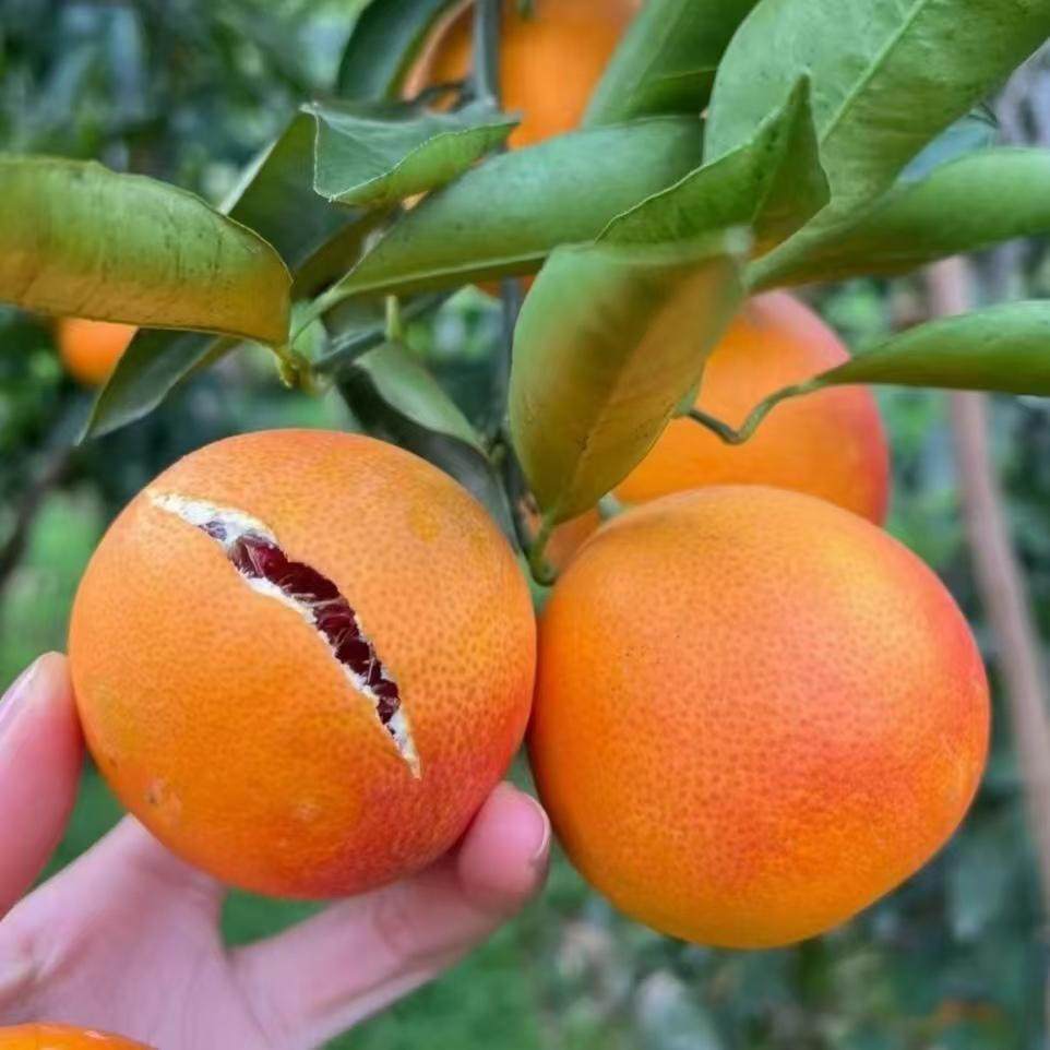 四川资中塔罗科血橙新鲜水果雪橙当季超甜红心橙非中华红橙秭归橙,淘宝优惠券,粉丝福利购,淘宝优惠卷