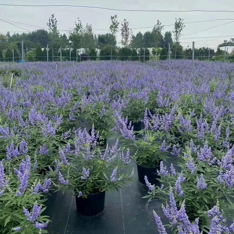 穗花牡荆盆栽树状薰衣草阳台庭院花镜耐热耐寒蓝色多年生木本花卉 - 图0