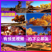 Aerial photo of Hu Yang Lin Golden Hu Yang Allah Shanes desert Hu Yang Qianhe Riverside Real shoot video material