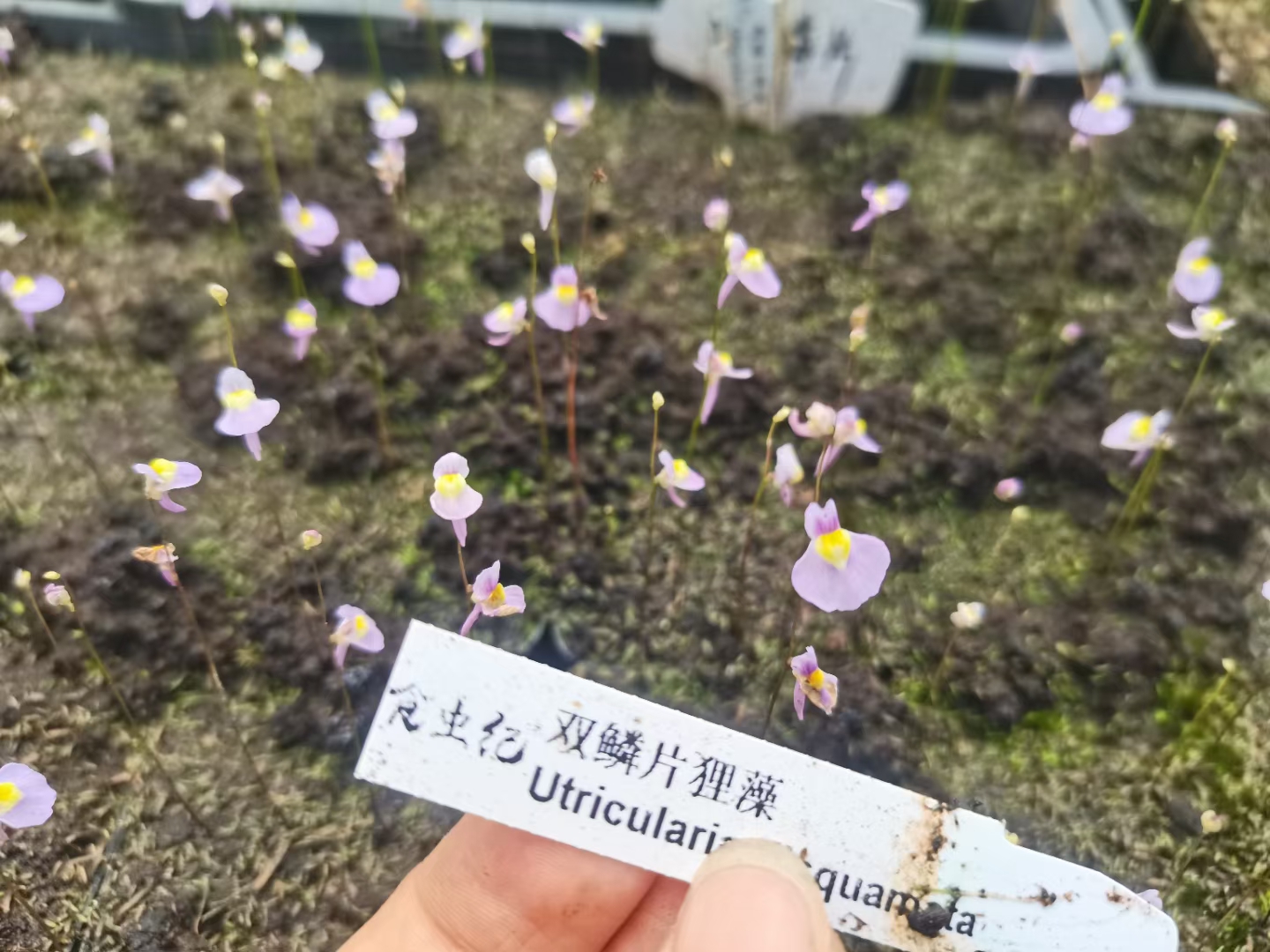 双鳞片狸藻藻苔藓雨林缸微景观办公室水培食虫植物盆栽挖耳草 - 图0