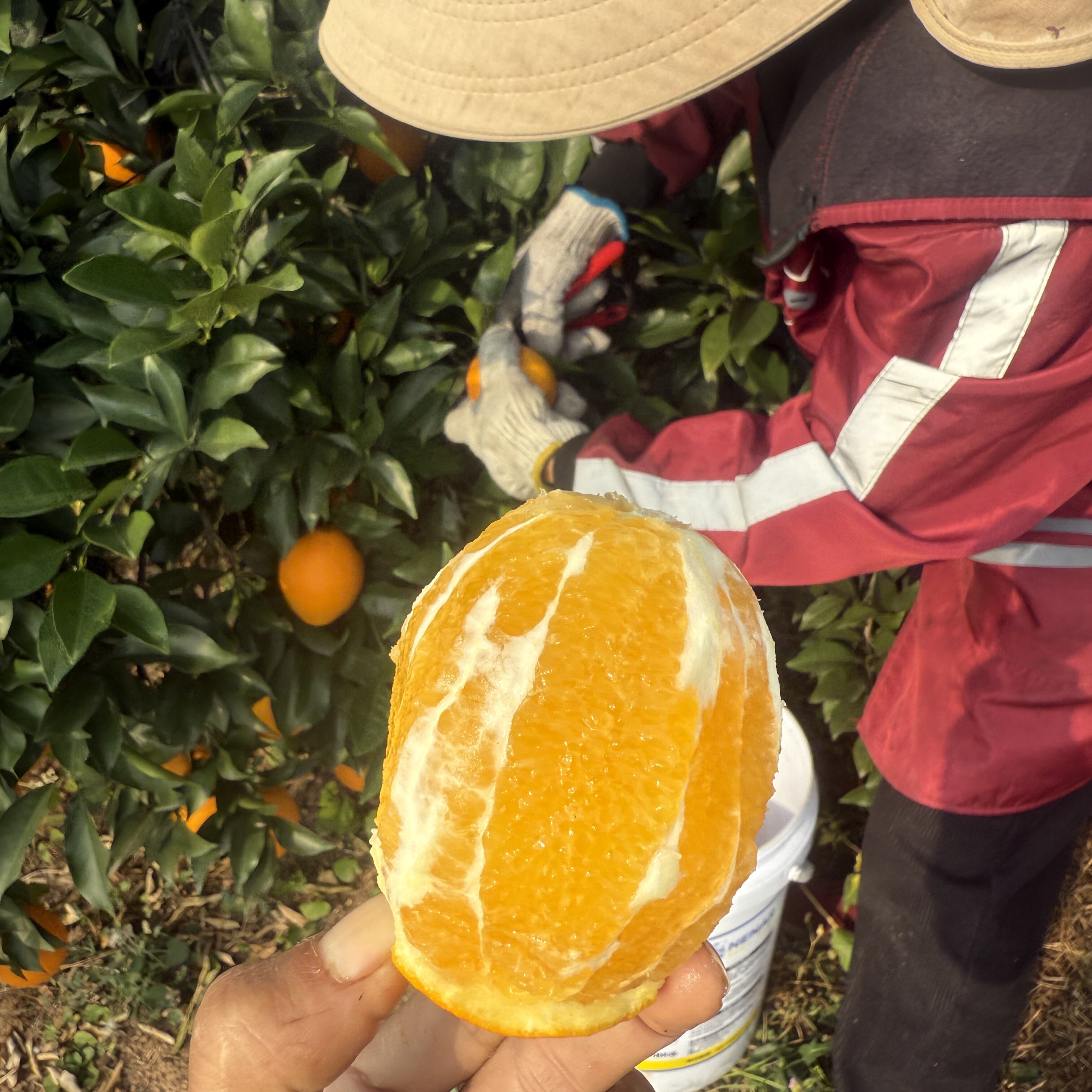 现摘正宗赣南脐橙赣州产地直发江西10斤装大果当季新鲜水果橙子20,淘宝优惠券,粉丝福利购,淘宝优惠卷