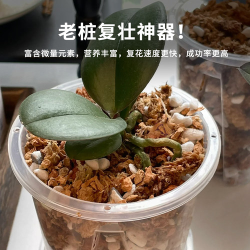 蝴蝶兰专用土透气松树皮毛毛虫水苔混合种植料颗粒文心石斛兰花土 - 图3