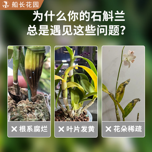 石斛兰专用土青苔松鳞树皮毛毛虫水苔柱混合植料文心兰蝴蝶兰花土 - 图1