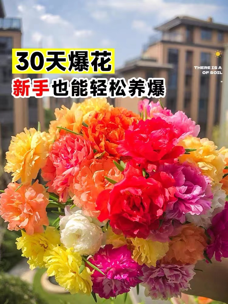 重瓣太阳花种子室内外阳台盆栽植物花卉易活四季播种开花野花种籽_船长多肉_鲜花速递/花卉仿真/绿植园艺-第5张图片-提都小院