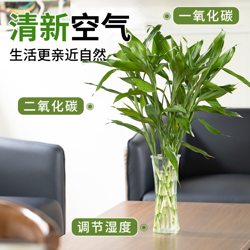 富贵竹水培植物带根室内盆栽客厅好养四季花卉节节高发招财观音竹