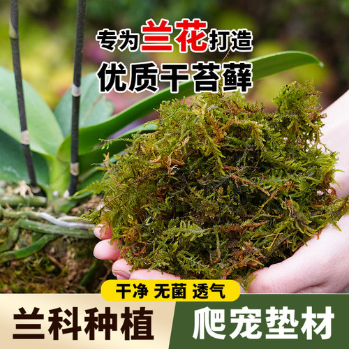 干苔藓天然优质青苔蝴蝶兰花专用水苔石斛种植营养土爬宠乌龟垫材 - 图0