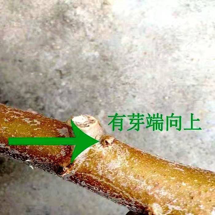 广西面包木薯种子黄心黄肉木薯苗红皮白肉木薯种苗木薯茎-图0