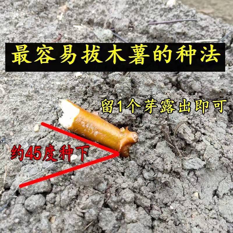 广西面包木薯种子黄心黄肉木薯苗红皮白肉木薯种苗木薯茎-图1