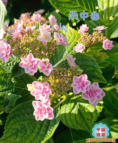 花卉绿植盆栽两加仑大花绣球无尽夏紫水晶新娘灵感妖吻公主佳澄 - 图0
