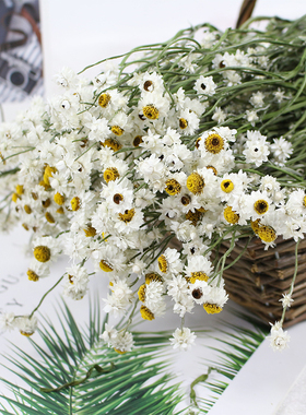 洋甘菊干花天然真花日系田园倒挂