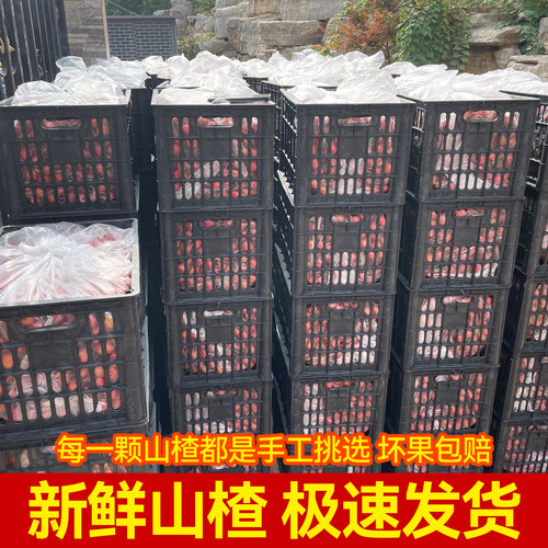 新鲜山楂鲜果大五棱糖雪球糖葫芦专用10斤批发山里甜红子当季现摘 - 图2