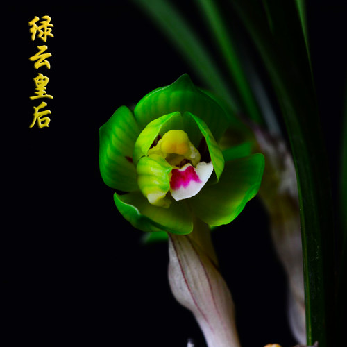 春兰铭品矮种细叶绿云皇后 浓香型兰花苗室内客厅绿植盆栽花卉 - 图1