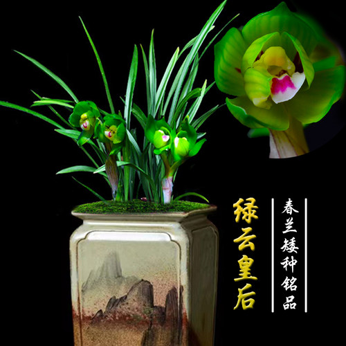 春兰铭品矮种细叶绿云皇后 浓香型兰花苗室内客厅绿植盆栽花卉 - 图0