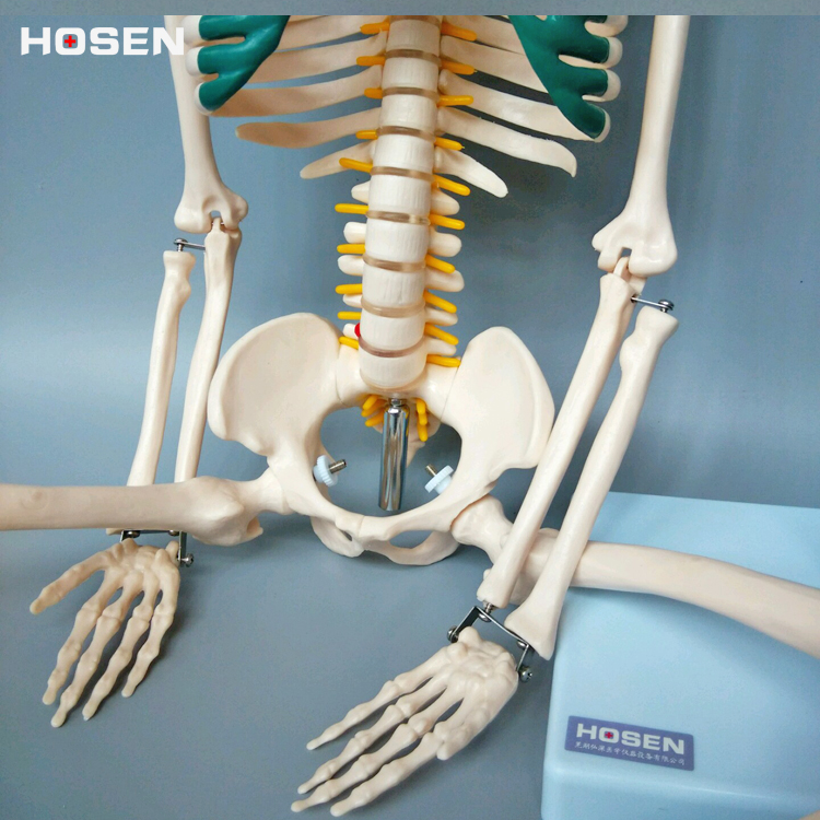 骨骼模型85CM人体全身骨架带神经椎间盘结构医学教学模型骷髅玩具-图0