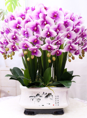 特大号高档保湿仿真蝴蝶兰客厅茶几装饰花电视柜玄关公司前台假花