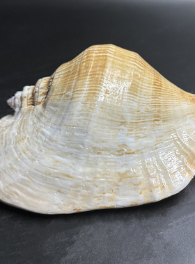 天然海螺贝壳工艺品摆件