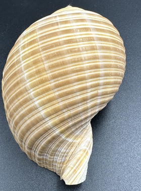 铁皮棱鹑螺天然大海螺贝壳