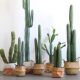 Cactus potted cactus landscaping decoration ornaments
