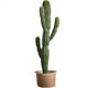Simulated cactus, simulated cactus, Morocco