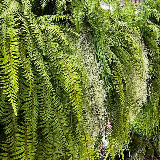 Simulated vines wall hanging landscaping fake green plants ferns
