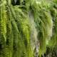 Simulated vines wall hanging landscaping fake green plants ferns