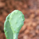 Internet celebrity simulated Leon cactus green plant potted ornaments